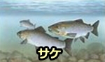 サケは匂いと地磁気の両方を手がかりに、故郷の川に遡上すると言われている