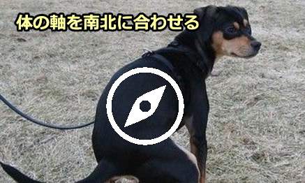 犬はウンチをすると木、なぜか体を南北に沿った形にする