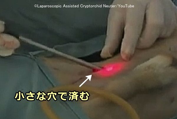 犬の腹腔内停留精巣