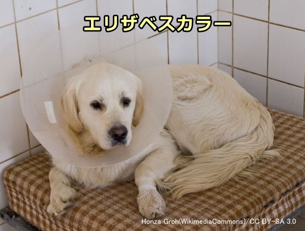 避妊 犬 手術 後 の