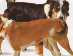 メス犬がオス犬の前でしっぽを横にずらすことが、交尾のOKサインです。