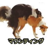 オス犬はあごをメス犬の背に乗せ、 前足でメス犬の下半身を抱え込むようにしながらマウンティングを行います。