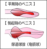 尿道球腺が膨らんで通称「亀頭球」を形成し、膣内でペニスをロックします。