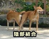 犬が交尾するときに見せる陰部結合（コイタルロック）