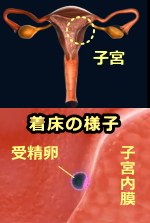 子宮内膜と受精卵による着床の模式図