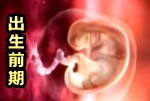 母体内における発達段階「出生前期」