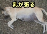 犬の妊娠に関する基本と注意 妊娠期の区分から母犬の栄養やケアまで 子犬のへや