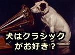 犬にクラシック音楽を掛けると、他の音楽に対するのとは違う、リラックスしたリアクションを見せることが明らかになっている