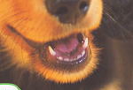 通常は子犬の乳歯が生える時期に呼応して、乳離れが自然と行われます。