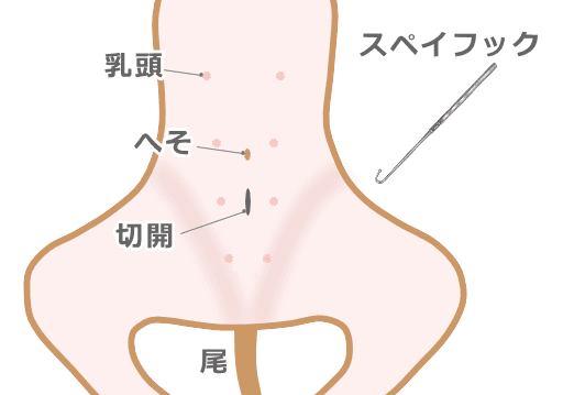 メス犬の避妊（子宮卵巣切除）手術における切開部の図解