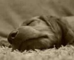 ペットブームの影には、安易で無計画な繁殖による犬猫の殺処分という暗い問題が散見しています。
