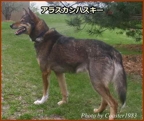 アラスカンハスキー（Alaskan Husky）