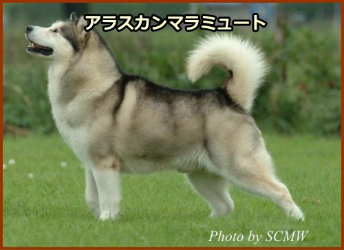 アラスカンマラミュート（Alaskan Malamute）