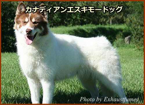 カナディアンエスキモードッグ（Canadian Eskimo Dog）