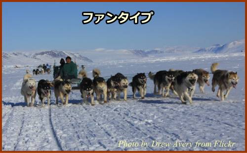 そり犬のつなぎ方その2～ファンタイプ