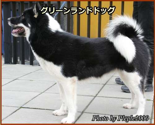 グリーンランドドッグ（Greenland Dog）