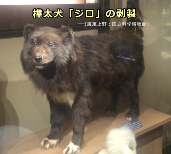 国立科学博物館に展示されている樺太犬「ジロ」の剥製