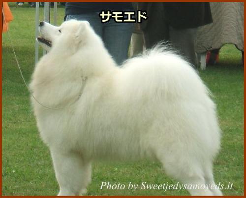 サモエド（Samoyed）