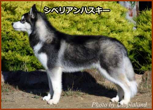 シベリアンハスキー（Siberian Husky）