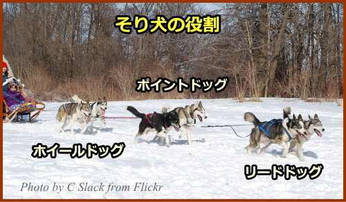 そり犬の役割～リード・ポイント・チーム・ホイール