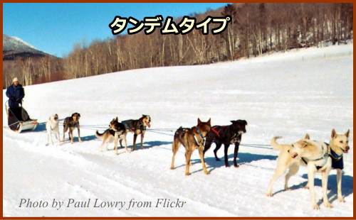 そり犬のつなぎ方その1～タンデムタイプ