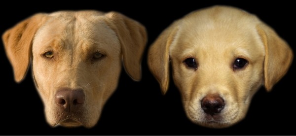 ベビースキーマ（幼児図式）を含んだ子犬の顔と含まない成犬の顔