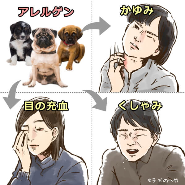 犬 アレルギー 蕁 麻疹