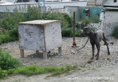 社会的な動物である犬を外に長時間係留するのは動物虐待