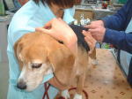 犬は病院の診察台に乗せられ、ワクチン注射を受けます。