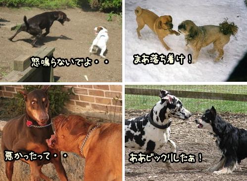 「犬がへっぴり腰になる」・サンプル写真