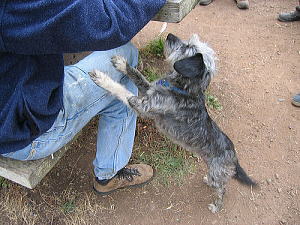 犬が軽くタッチする 態度やしぐさから分かる言葉 気持ち 子犬のへや