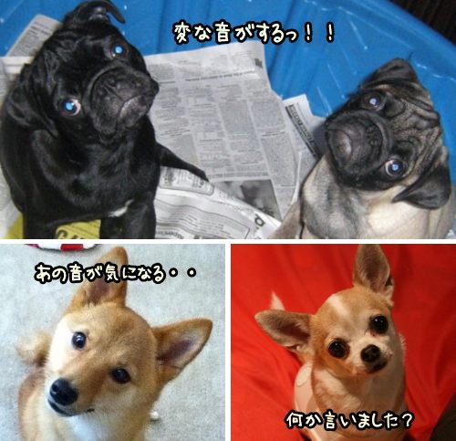 「犬が小首をかしげる」・サンプル写真