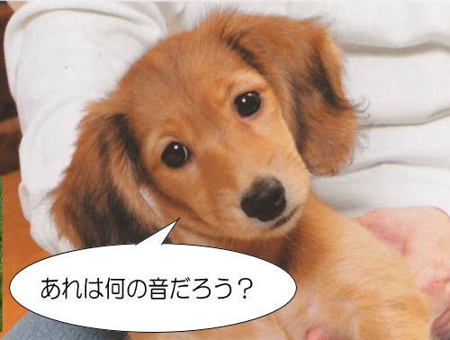 「犬が小首をかしげる」・解答と解説