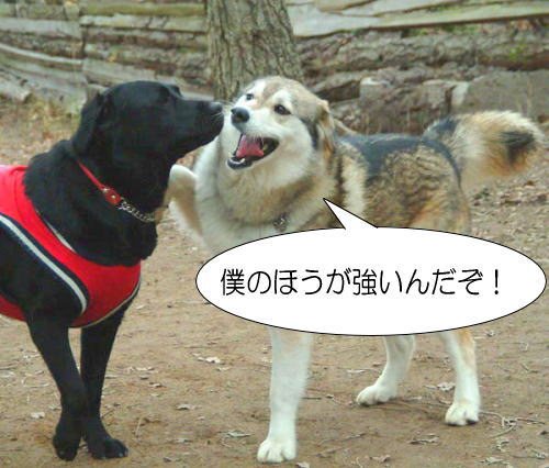 「犬が前足を相手の肩に乗せる」・解答と解説