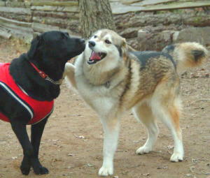 「犬が前足を相手の肩に乗せる」・設問写真