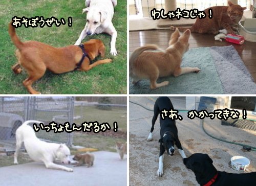 犬がおじぎ プレイバウ をする 態度やしぐさから分かる言葉 気持ち 子犬のへや