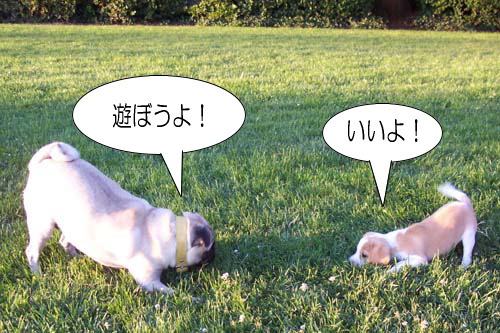 「犬がおじぎをする」・解答と解説