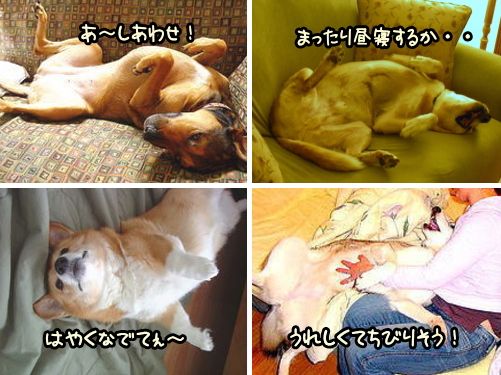 犬が腹を見せる ヘソ天をする 態度やしぐさから分かる言葉 気持ち 子犬のへや