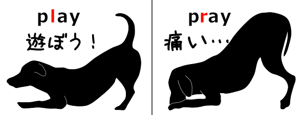 犬が腹部に強い痛みを感じている時に見せる祈りの姿勢