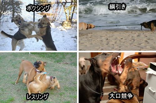 「犬が取っ組み合いをする」・サンプル写真