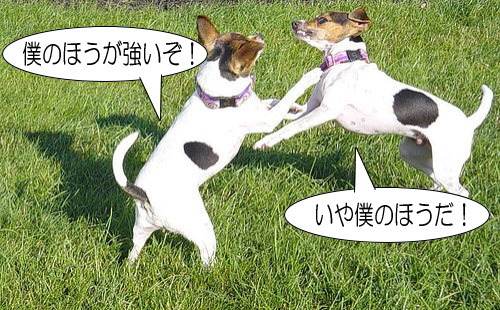 「犬が取っ組み合いをする」・解答と解説