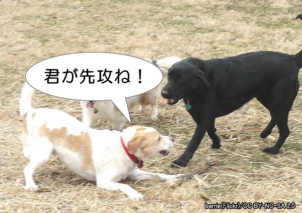 犬のお辞儀には「もっと遊ぼうよ！君が先攻でいいからさ」といった意味合いがある