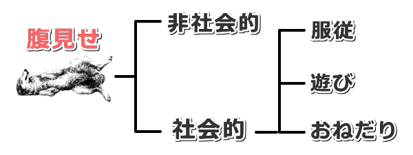 犬が見せる「腹見せ行動」（rollover）の分類一覧図