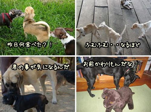 犬がお尻のにおいを嗅ぐ 態度やしぐさから分かる言葉 気持ち 子犬のへや