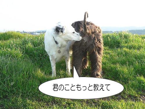 犬がお尻のにおいを嗅ぐ 態度やしぐさから分かる言葉 気持ち 子犬のへや