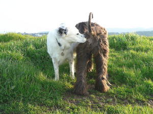 「犬がお尻のにおいを嗅ぐ」・設問写真