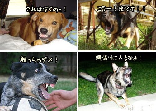 「犬が歯をむき出す」・サンプル写真