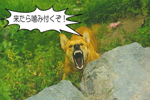 「犬が歯をむき出す」・解答と解説