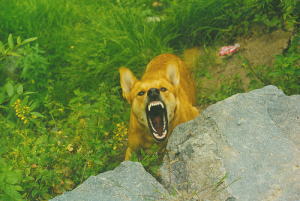「犬が歯をむき出す」・設問写真