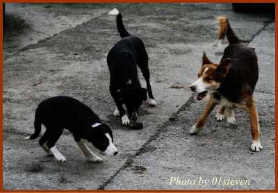 3頭の犬～右端の犬が吠え立て、左端の犬がリアクションしています。